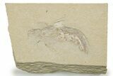 Cretaceous Fossil Shrimp - Lebanon #375784-1